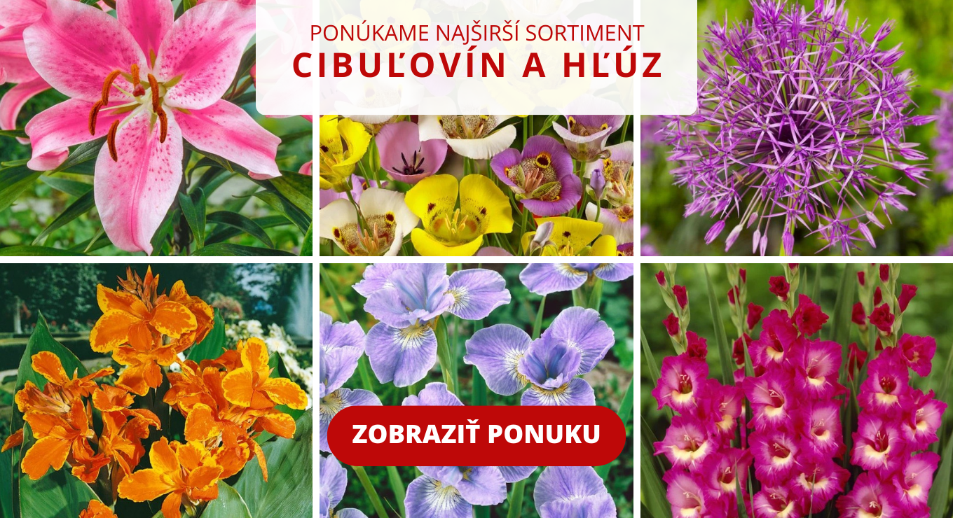 Obrázky cibuľovín, ktoré máme v predaji.